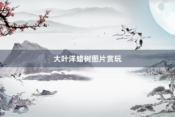 大叶洋蜡树图片赏玩
