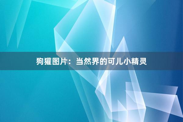 狗獾图片：当然界的可儿小精灵